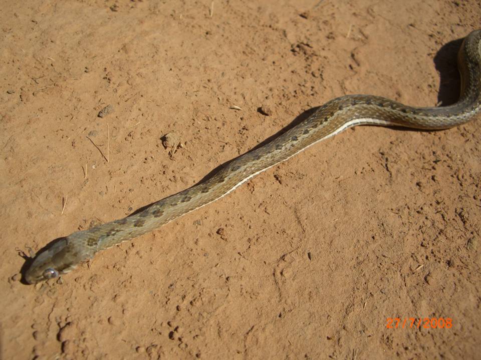 CHACO RACER Philodryas psammophidea FAUNA PARAGUAY